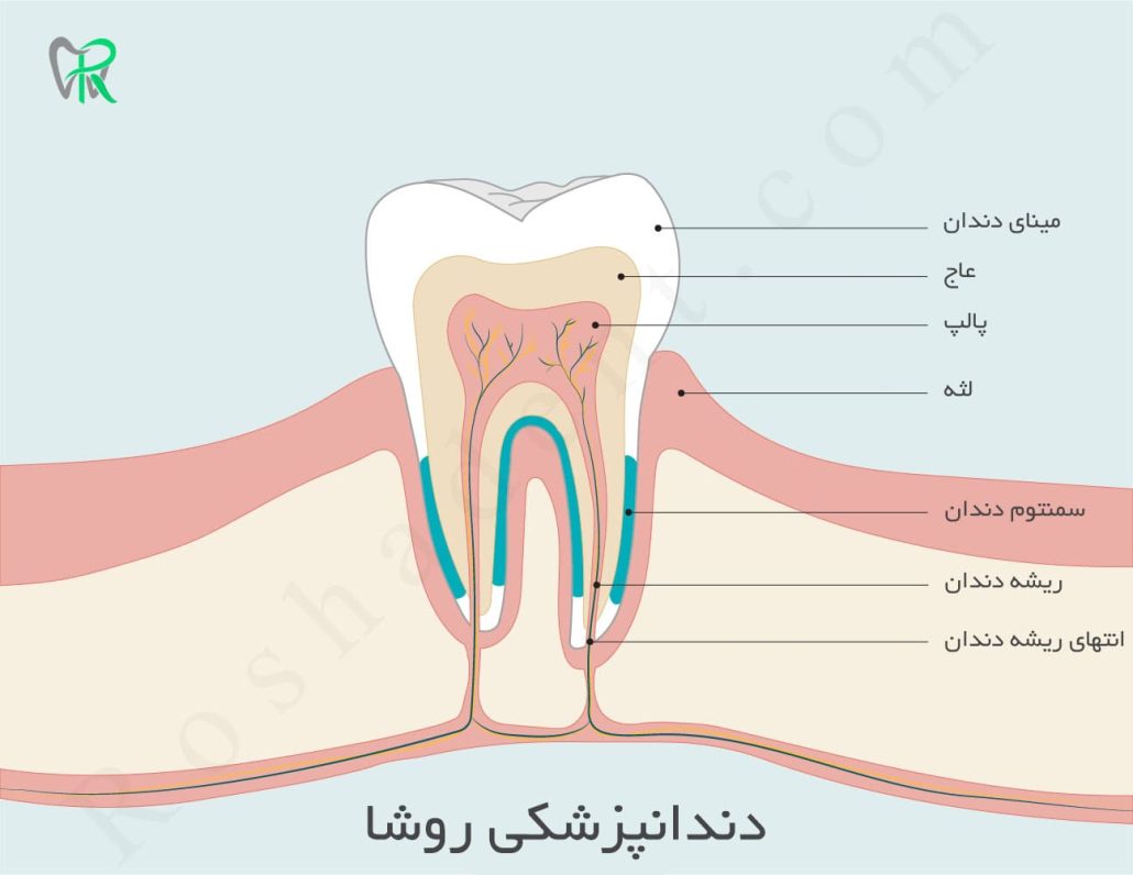 معرفی اجزای دندان برای درک بهتر عصب کشی